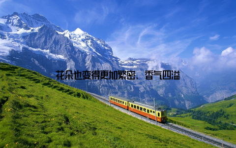 花朵也变得更加繁密, 香气四溢