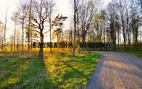 清洁定期清洁叶片, 保持植物美观