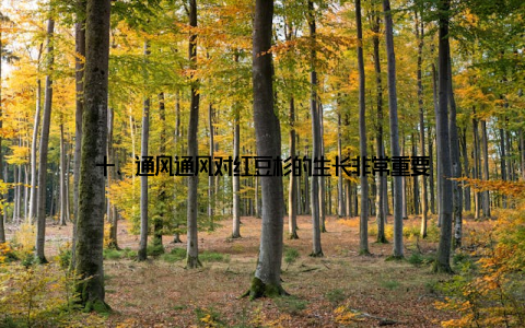 十、通风通风对红豆杉的生长非常重要