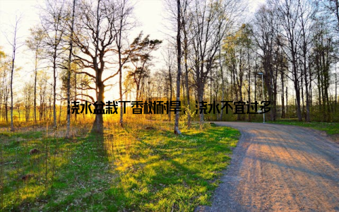 浇水盆栽丁香树耐旱, 浇水不宜过多