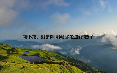 接下来, 就是挑选合适的盆栽容器了