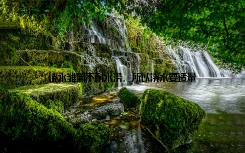 浇水雏菊不耐水涝, 所以浇水要适量