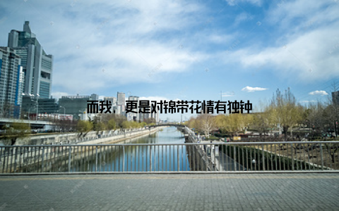 而我, 更是对锦带花情有独钟