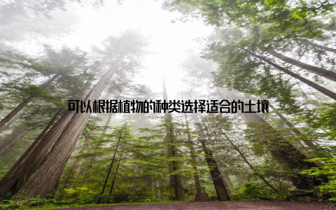 可以根据植物的种类选择适合的土壤