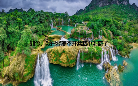 如今, 我已经离不开盆栽小邹菊了