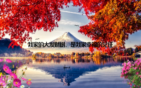 我家的大发财树, 是我家幸福的见证