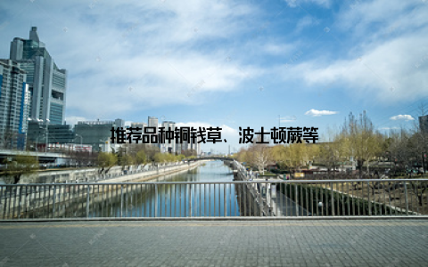 推荐品种铜钱草、波士顿蕨等