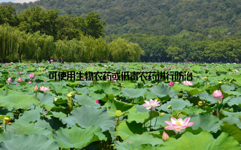 可使用生物农药或低毒农药进行防治