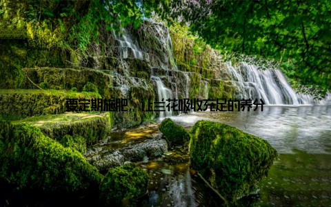 要定期施肥, 让兰花吸收充足的养分