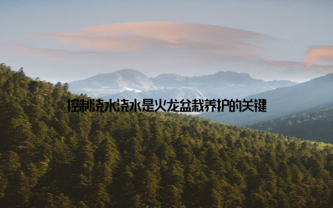 控制浇水浇水是火龙盆栽养护的关键