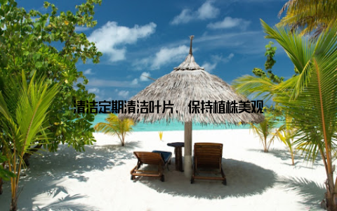 清洁定期清洁叶片, 保持植株美观