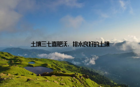 土壤三七喜肥沃、排水良好的土壤