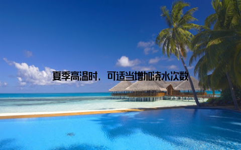 夏季高温时, 可适当增加浇水次数