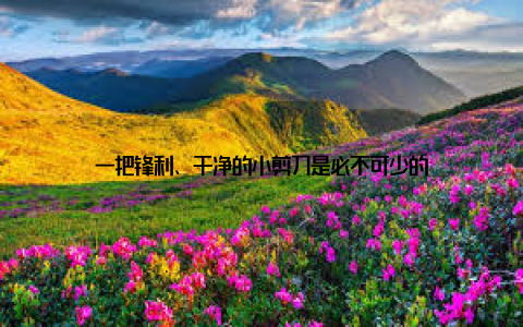 一把锋利、干净的小剪刀是必不可少的