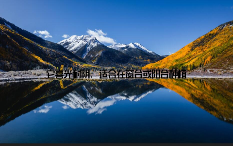 它喜光耐阴, 适合在窗台或阳台种植