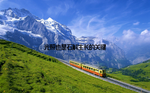 光照也是石斛生长的关键