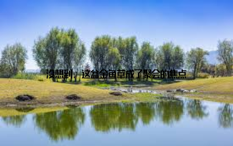 没想到, 这盆金鱼草成了聚会的焦点