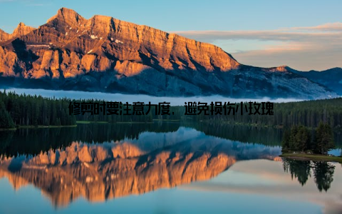 修剪时要注意力度, 避免损伤小玫瑰