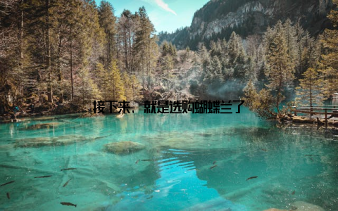 接下来, 就是选购蝴蝶兰了