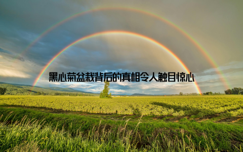 黑心菊盆栽背后的真相令人触目惊心