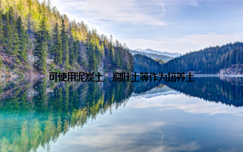 可使用泥炭土、腐叶土等作为培养土