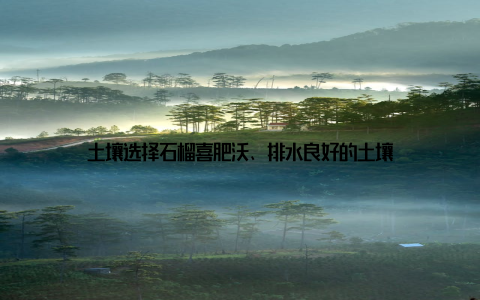 土壤选择石榴喜肥沃、排水良好的土壤