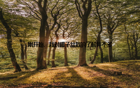 刚开始, 我对椰子盆栽的了解并不多