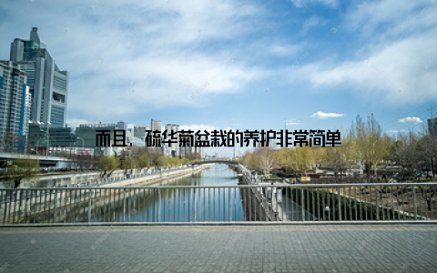 而且, 硫华菊盆栽的养护非常简单