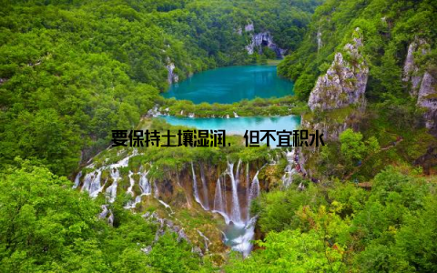 要保持土壤湿润, 但不宜积水