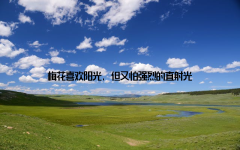 梅花喜欢阳光, 但又怕强烈的直射光