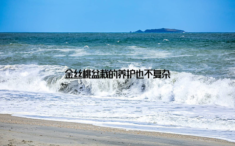 金丝桃盆栽的养护也不复杂