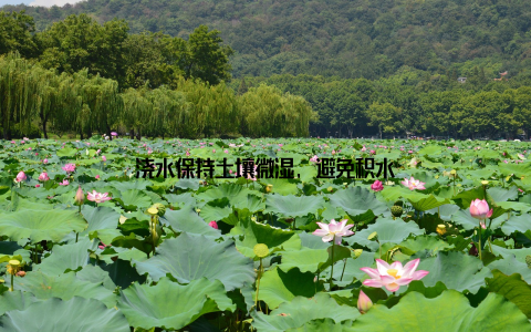 浇水保持土壤微湿, 避免积水