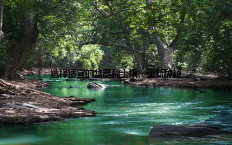 选择适宜的盆器和土壤, 重新种植