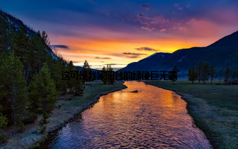 这可是我家阳台的绿色巨无霸