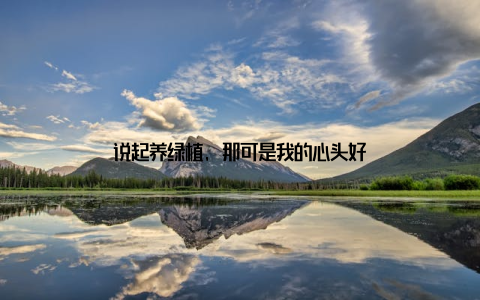 说起养绿植, 那可是我的心头好