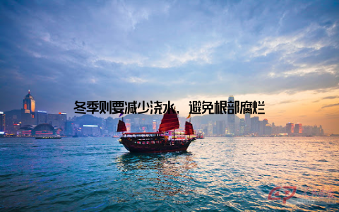 冬季则要减少浇水, 避免根部腐烂