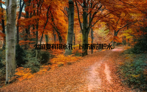 盆底要有排水孔, 以防根部积水