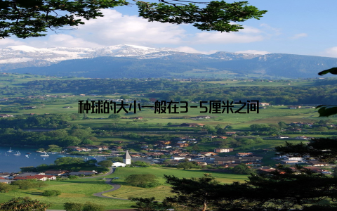 种球的大小一般在3-5厘米之间