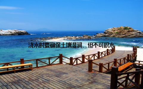 浇水时要确保土壤湿润, 但不可积水