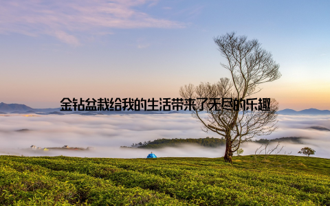 金钻盆栽给我的生活带来了无尽的乐趣