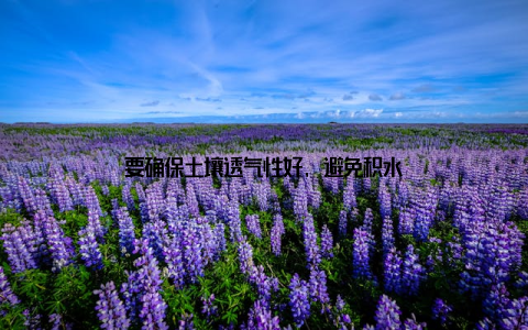 要确保土壤透气性好, 避免积水