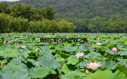 我给它取名为坚毅之心