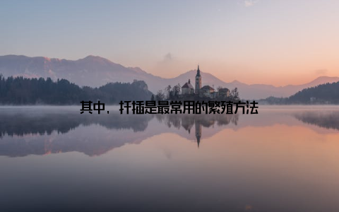 其中, 扦插是最常用的繁殖方法