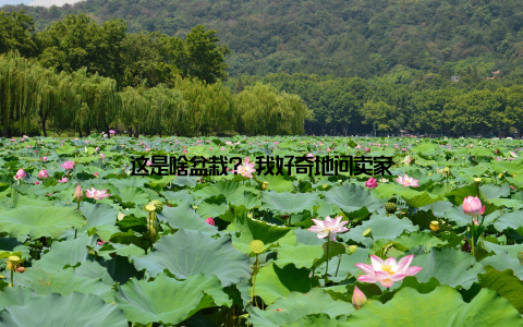 这是啥盆栽? 我好奇地问卖家