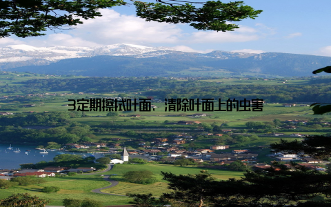 3定期擦拭叶面, 清除叶面上的虫害