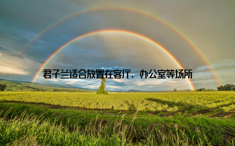 君子兰适合放置在客厅、办公室等场所