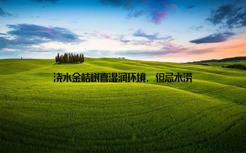 浇水金桔树喜湿润环境, 但忌水涝