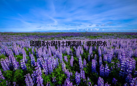 适量浇水保持土壤湿润, 避免积水