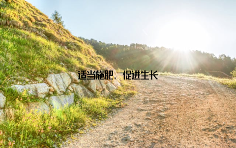 适当施肥, 促进生长