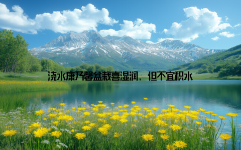 浇水康乃馨盆栽喜湿润, 但不宜积水